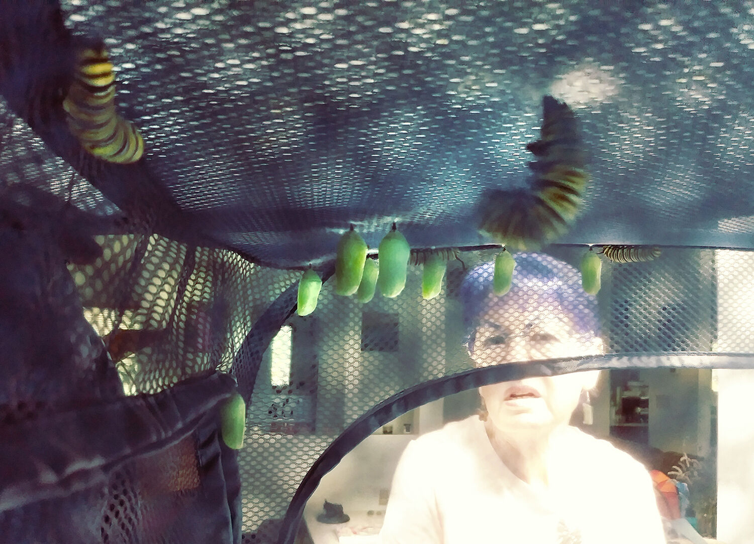 Monarch-looking inside.jpg